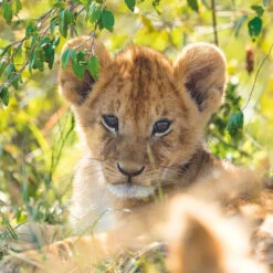 Ravensburger Puzzel Wildlife 3 X 49 -Jumbo Winkel 1995566 58a04ee4