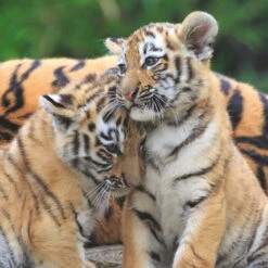 Ravensburger Puzzel Wildlife 3 X 49 -Jumbo Winkel 1995566 b5c6311e