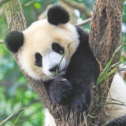 Ravensburger Puzzel Wildlife 3 X 49 -Jumbo Winkel 1995566 f83b179b