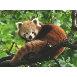 Ravensburger Puzzel Rode Panda - 500 Stukjes -Jumbo Winkel 1995572 ce67ac6c